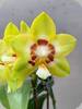 Phal. Yaphon Image Eddy